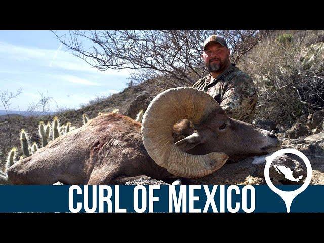 The Curl of Mexico - A Desert Sheep Hunt in Mexico