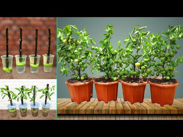 How to propagate Lemon tree from cuttings with banana | With 100% success | Hydroponic