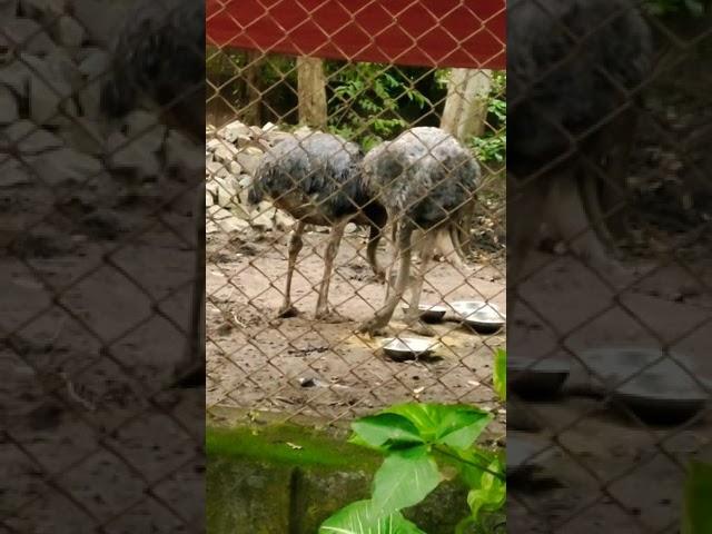 Ostrich l Funny Ostrich l Ostrich egg l Feeding the ostrich