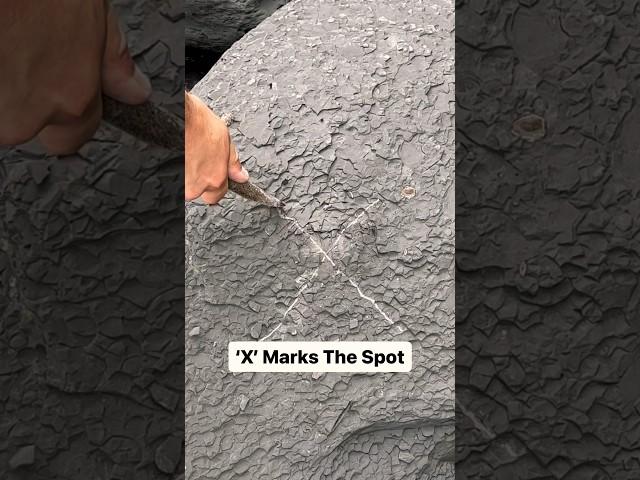 ‘X’ Marks the Fossil 