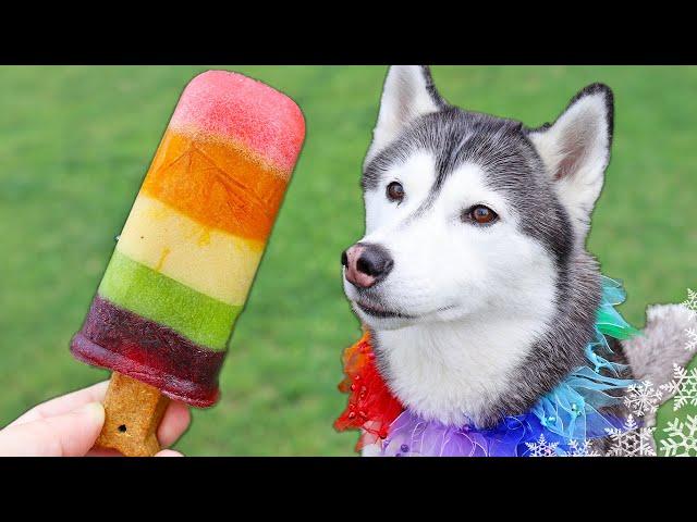 How To Make Rainbow Popsicles for Dogs  DIY Dog Treats