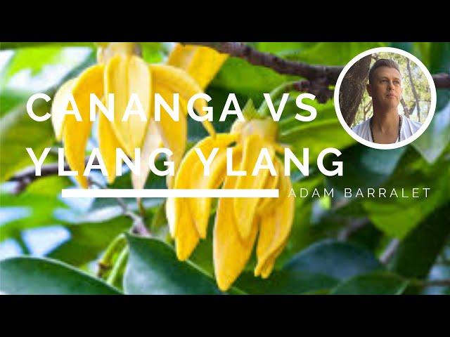 What's the Difference between Ylang Ylang & Cananga Oils - Do You Need Both?