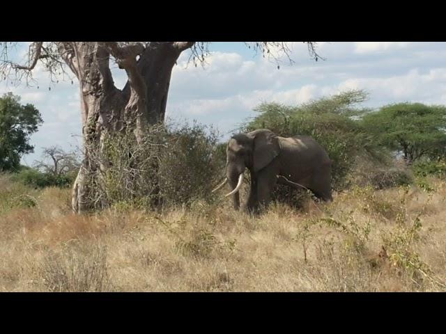 Elephant shaking a baobab tree