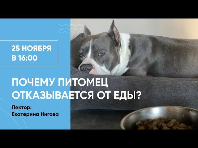 Почему питомец отказывается от еды? Вебинар Школы «Хвост Ньюс» о привередах