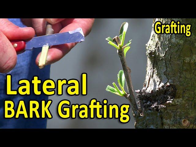 LATERAL BARK Grafting Technique | Using DORMANT and GREEN Scion Wood