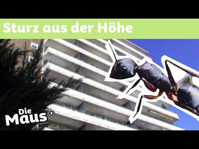 Ameisensturz vom Hochhaus | DieMaus | WDR