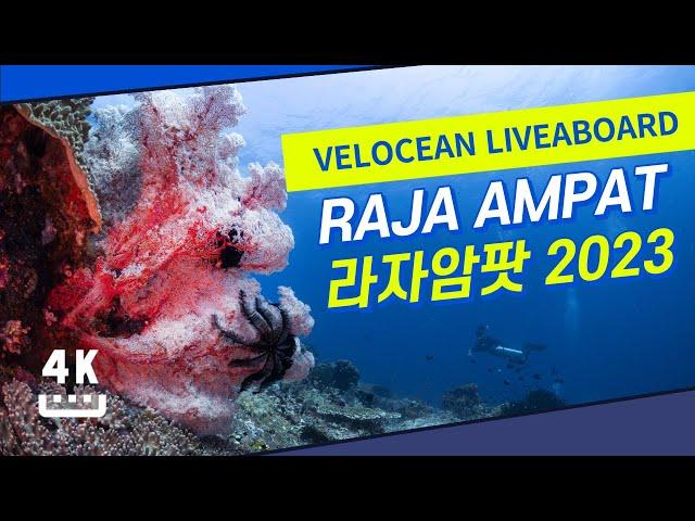 라자암팟 리브어보드 Real underwater 4K of 25 dive sites in Raja Ampat as of 2023. - Velocean liveaboard