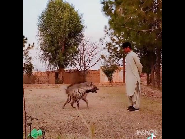 Striped Hyena in Pakistan