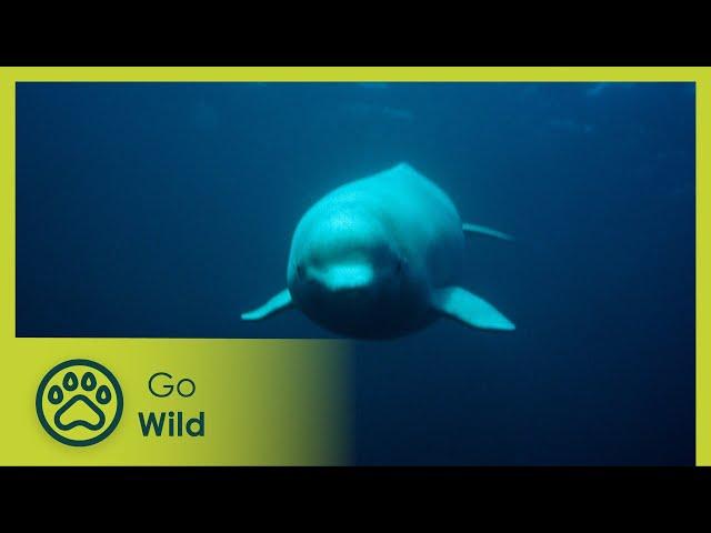 White Whales and Narwhals - Marine Mammals 1/9 - Go Wild