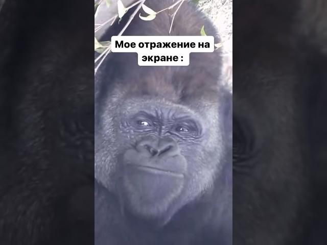 Я и клиент  | +380 (63) 203 34 26 #ноут #юмор #ноутбук #прикол #буноутбуки #мем #днепр #ноутбуки