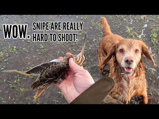 SNIPE SHOOTING IN STRONG WIND!! | DRIVEN BIRDS | FABARM XLR COLUMBA PALUMBUS SEMI AUTOMATIC