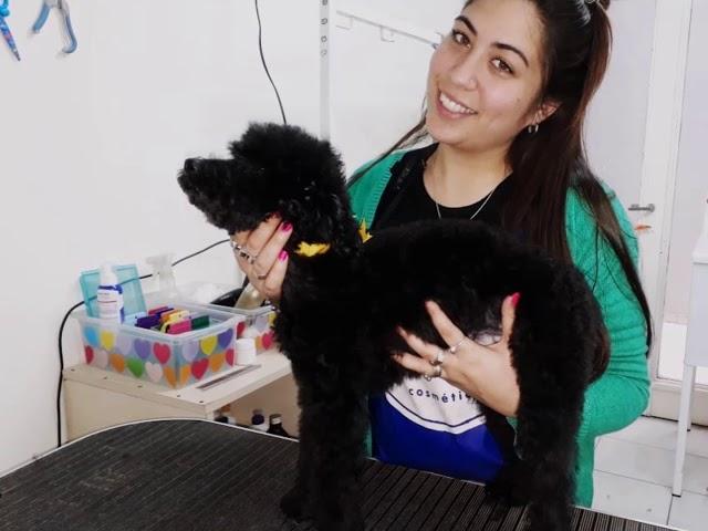 CURSO DE PELUQUERIA CANINA EN CORDOBA CAPITAL