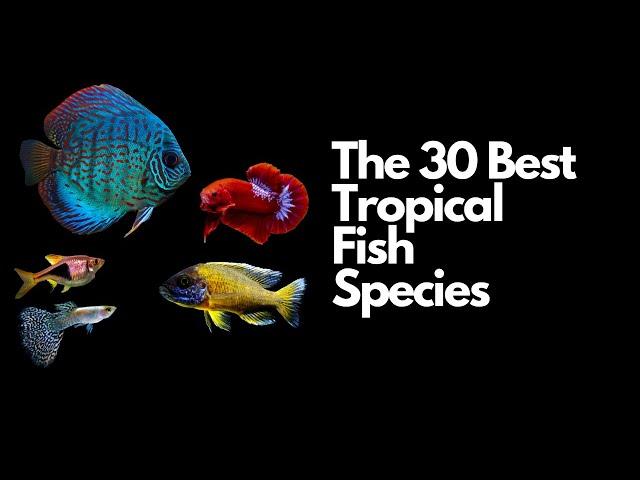 The 30 Best Tropical Fish Species