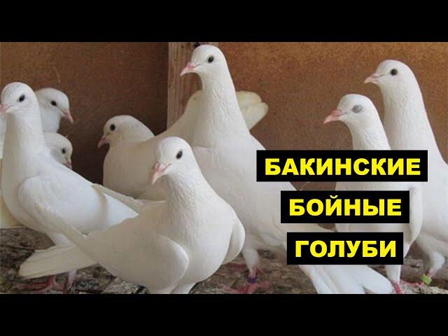 Бакинские бойные голуби особенности и описание породы