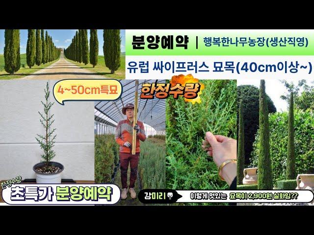 (1000주한정)유럽 싸이프러스 원가나눔 초특가이벤트 2,900원부터~가격실화?? 수고40~50cm #사이프러스 #garden #gardening #farming #plants