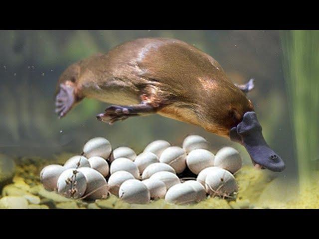 Great Mom Platypuses Laying Eggs And Cute Platypuses Moments