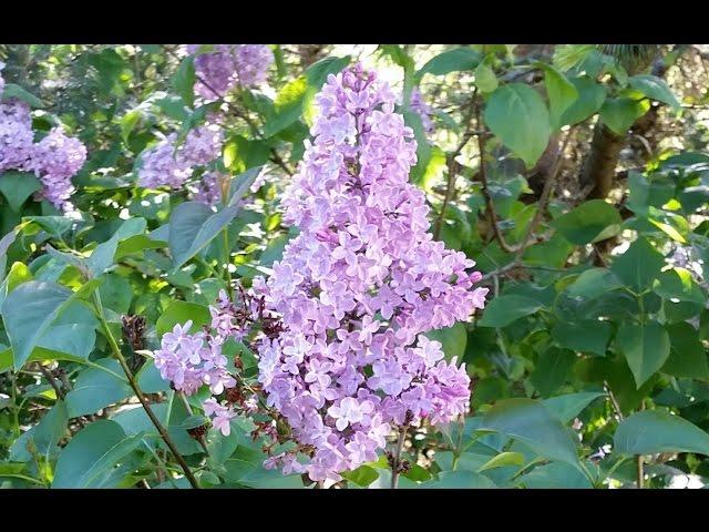 The Easiest Way To Start Lilacs.