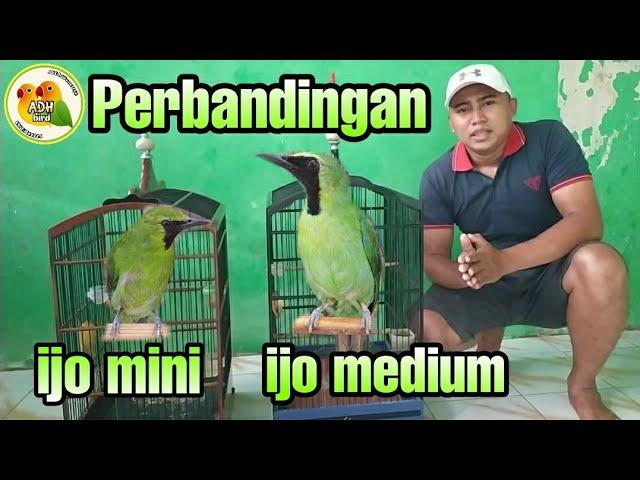 PERBANDINGAN CUCAK IJO MINI DAN CUCAK IJO MEDIUM BERSERTA CIRI CIRI NYA