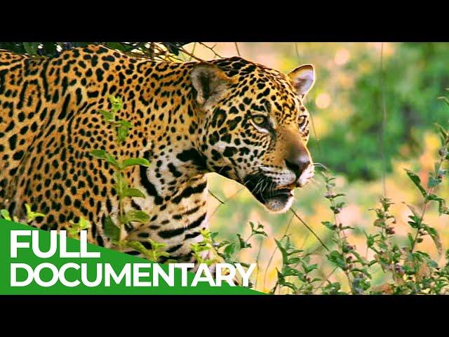 Wildest Islands | Amazon River Islands - The Floating Forest | Free Documentary Nature