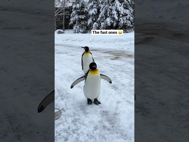 The Penguin Walk takes place daily at the Calgary Zoo. #Calgary #travelvlog #penguins {press trip}