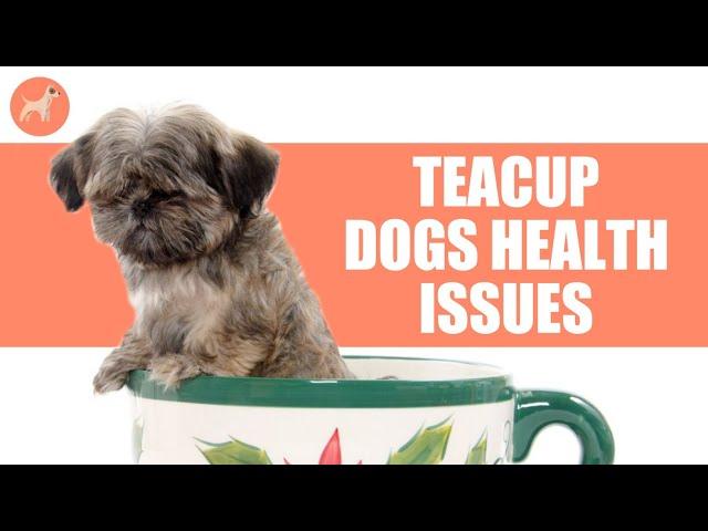 7 Common Health Issues in Teacup Dogs