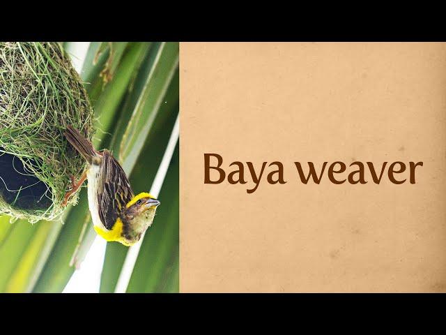 Baya weaver