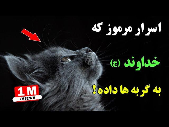 اگر گربه ای به شما نزدیک شود ، به این معناست که از طرف خداوند (ج) به شما نشانه ای وجود دارد | ISA TV