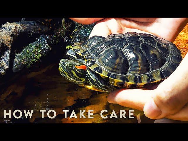 How to take care of a Turtle?  RED EARED SLIDER