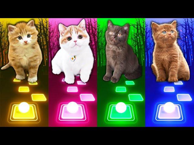 Cute Cat Songs | Wellerman | Cupid | Imagine Dragons Enemy | Jennie Solo