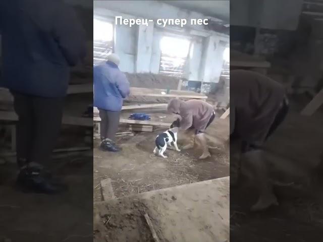  #анастасиязазакон #анастасиякбр #анастасияемельянова