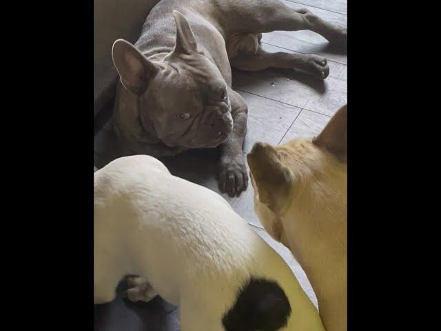 George G The Frenchie And His Brother #george  #frenchies #brothers