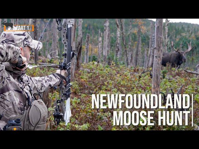 Bowhunting Moose at close range  |  Incredible pass-through shot!