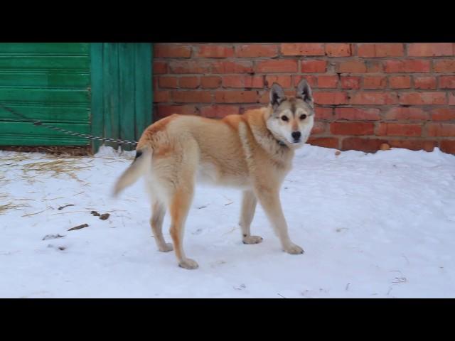 Абанская приветливая собака (Ура свадьба . Ура гости)