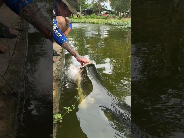 Monster Fish Alert!!! (Arapaima) #monster #fish #thailand #fishing #crazy #funny #feeding #arapaima