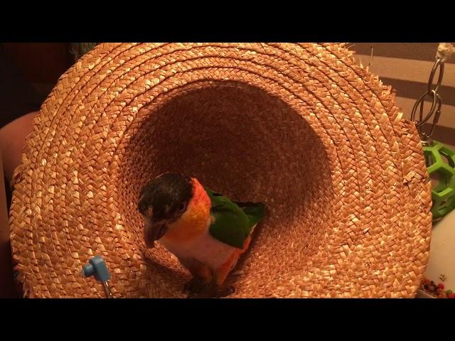 Kumquat, the Caique, Playing in a Hat