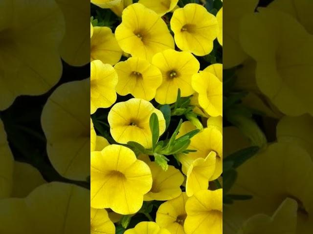 Калибрахоа #калибрахоа #петуния #черенкование