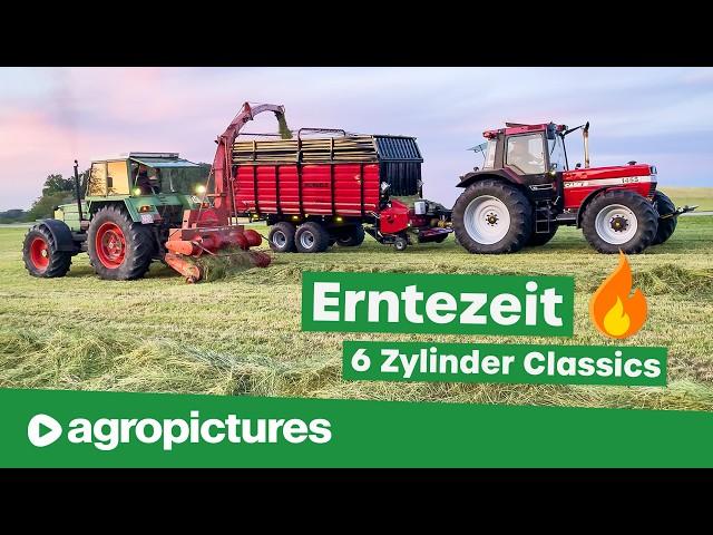 Mais häckseln mit Fendt Favorit 615 LS | Sechszylinder Traktor Sound: Case 1455, MB Trac, John Deere