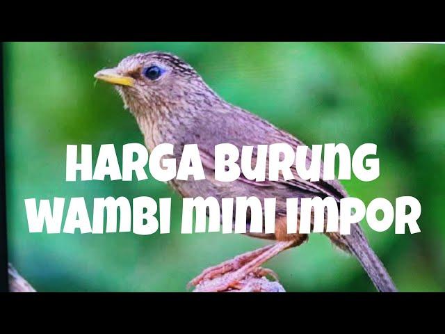 burung wambi mini impor atau burung tieu mi || 2023