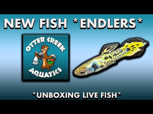 *NEW FISH* unboxing from Otter Creek Aquatics* Endler Livebearers *