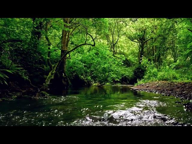 FOREST RIVER SOUNDS, BEAUTIFUL BIRDSONG, RELAXING NATURE SOUNDS with @GoodMorningBirds