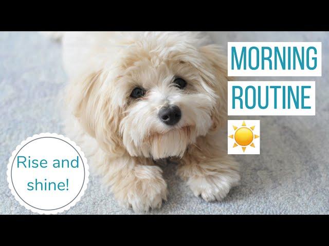 ROSCO'S MORNING ROUTINE | Life With a Maltipoo Puppy