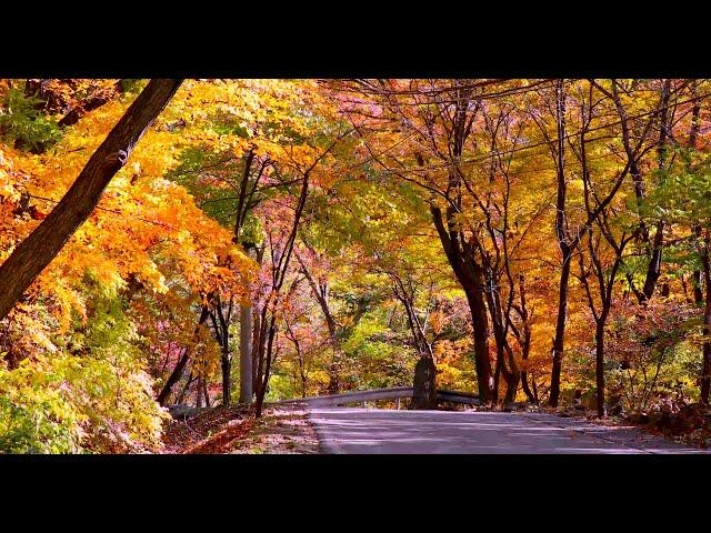 #4K free video source -  #단풍  , #가을풍경 , #무료영상소스 , #autumn