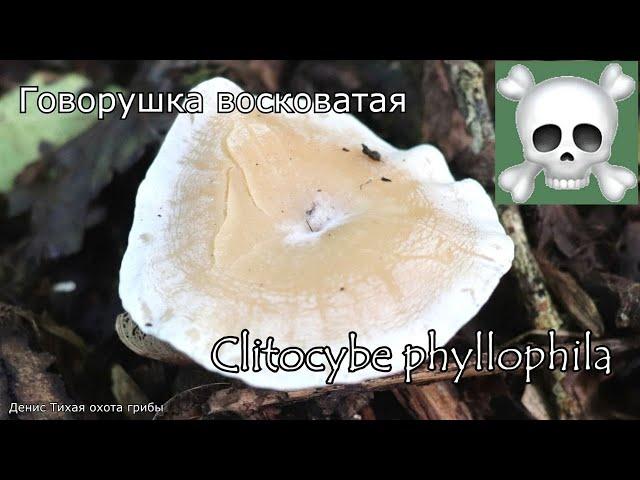 Смертельно-ядовитый гриб - Говорушка восковатая | Clitocybe phyllophila