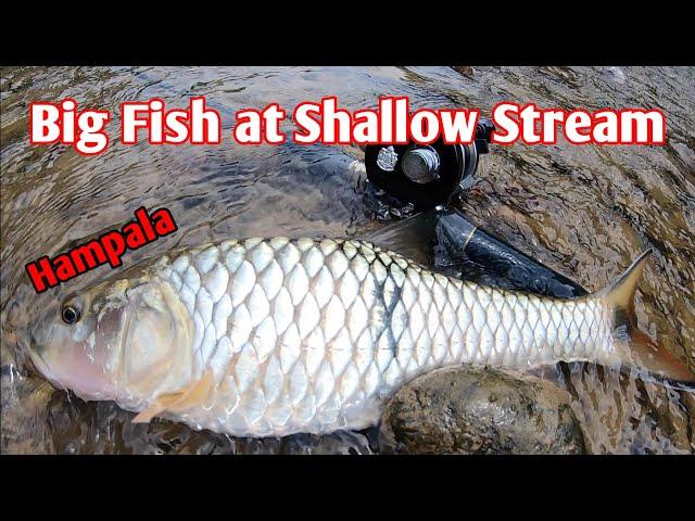 [BFS] Caught big fish at the shallow stream - Hampala@Sebarau@Jungle Perch (Solo fishing)