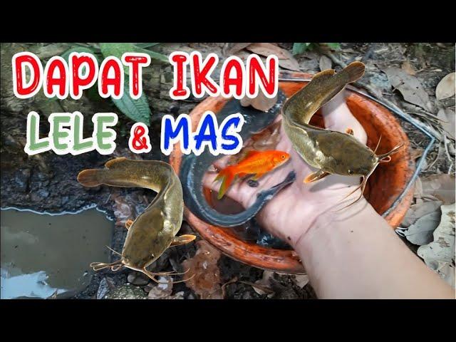 HATI-HATI IKAN INI SANGAT BERBAHAYA !! BERDURI TAJAM....