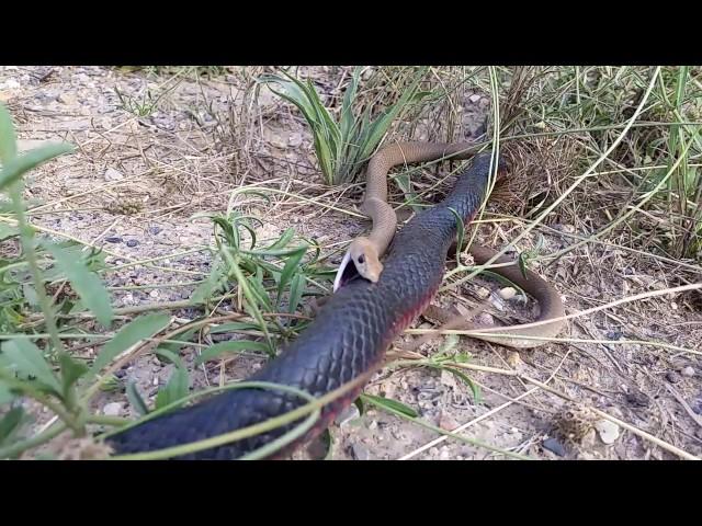 Redbelly Black snake attacking a Brown snake