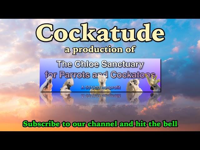 Cockatude: cockatoos with attitude: Chloe Sanctuary LIVE