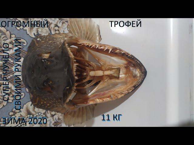 #Как правильно сделать чучело из головы щуки!!!! Супер чучело из большой головы щуки в 11 кг!!!!