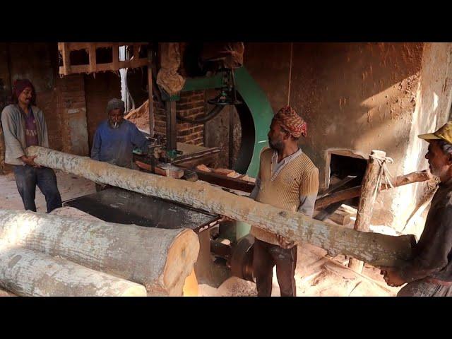 sawmill wood cutting working in factory amazing sawmill