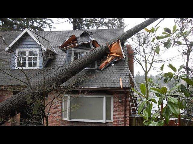 Dangerous Idiots Tree Felling With Chainsaw, Big Tree Removal Fails Falling On Houses